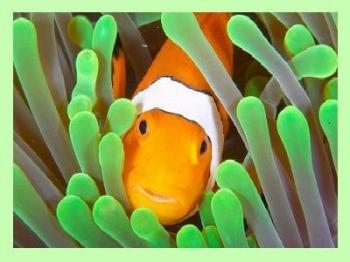 Clownfish for Skype 3.97