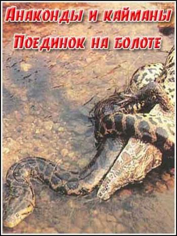   .    / Animal Planet. Anacondas and Caimans. Duel In The Swamp VO