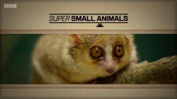    / BBC. Super Small Animals VO