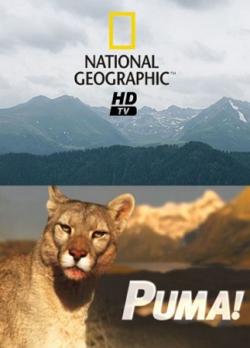 ! / NAT GEO WILD. Puma! VO