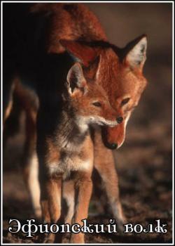   / The Ethiopian Wolf VO