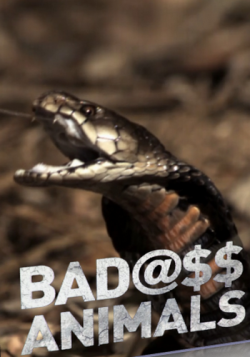 - / NAT GEO WILD. Badass Animals VO